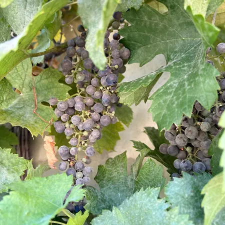 La Parenthese Des Vignes Saint-Genes-de-Blaye